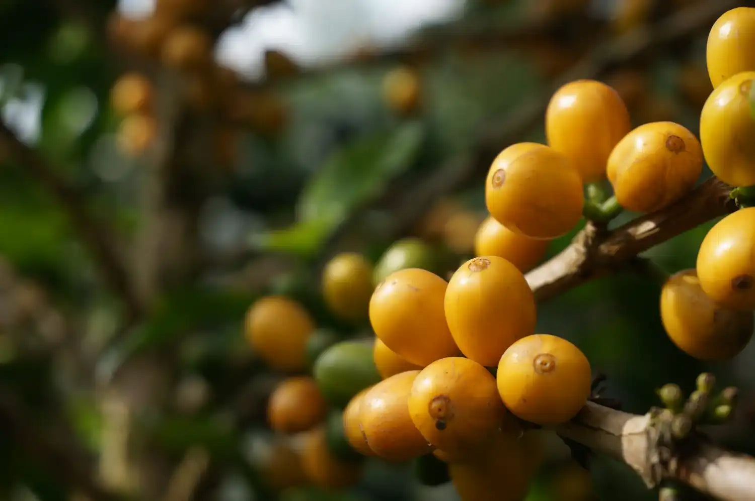 Maria Kaffee: Gelbe Honig-Kaffeefrüchte