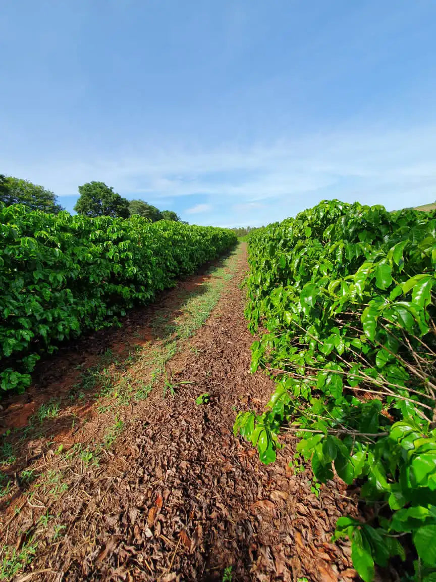 Sophia Kaffee: Anbauregionen der Kaffeepflanzen