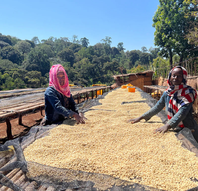 Maldaner_Faysel_Aethiopien_kaffee_ernte_2